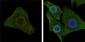 IL-2 Antibody